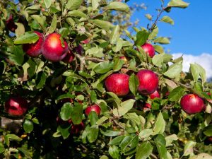 Variété de pomme Syabryn