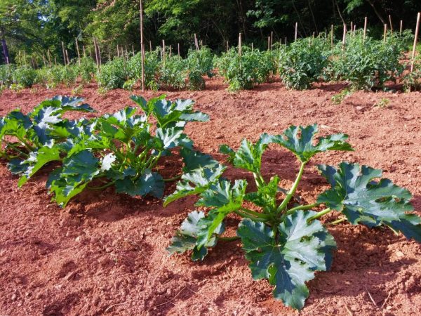 Temperatura para sa lumalaking zucchini sa labas