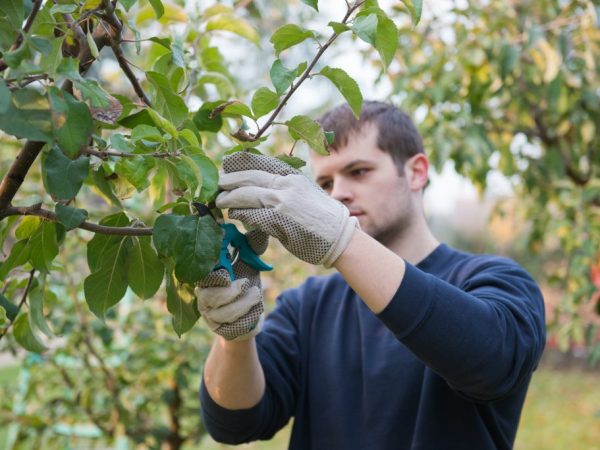 L'arbre a besoin d'être élagué