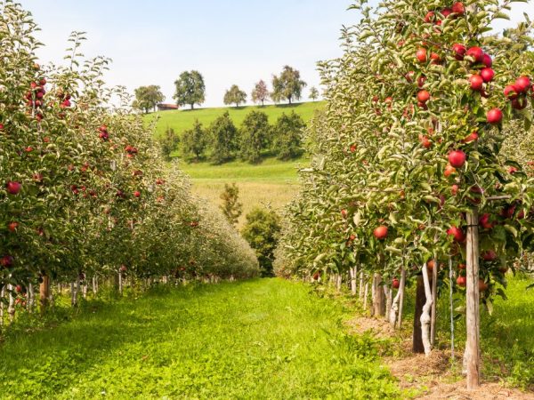 L'arbre doit être bien entretenu