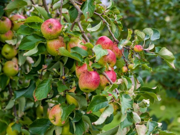 La variété a besoin de bons pollinisateurs.