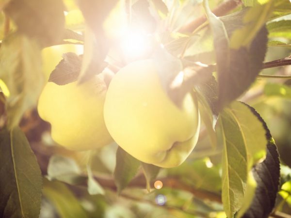 La culture de la pomme en vrac de l'Oural