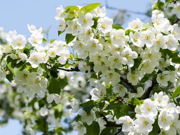 Le pommier a besoin d'être élagué