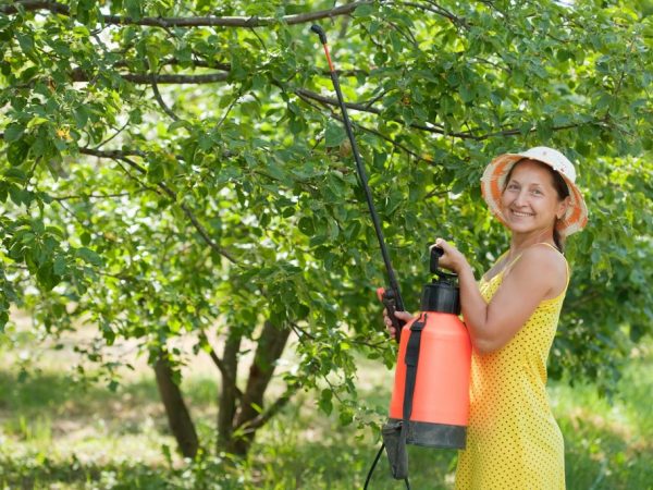 La vinaigrette foliaire saturera l'arbre avec des micro-éléments