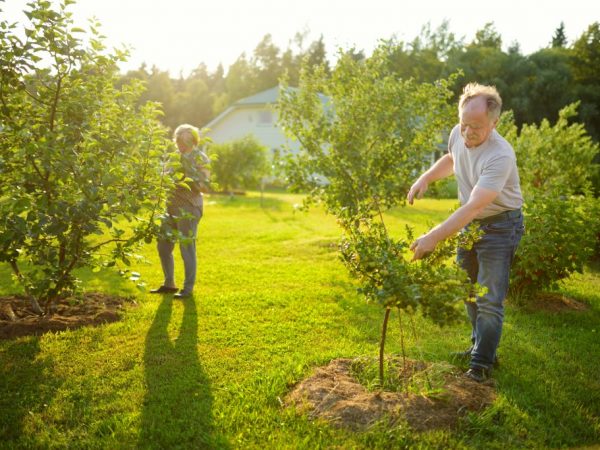 L'arbre a besoin de la lumière du soleil