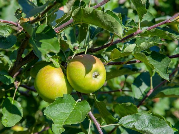 Les pommes peuvent être conservées au frais pendant trois mois