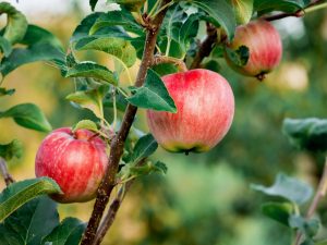 Pomme de plus en plus rose de l'Oural