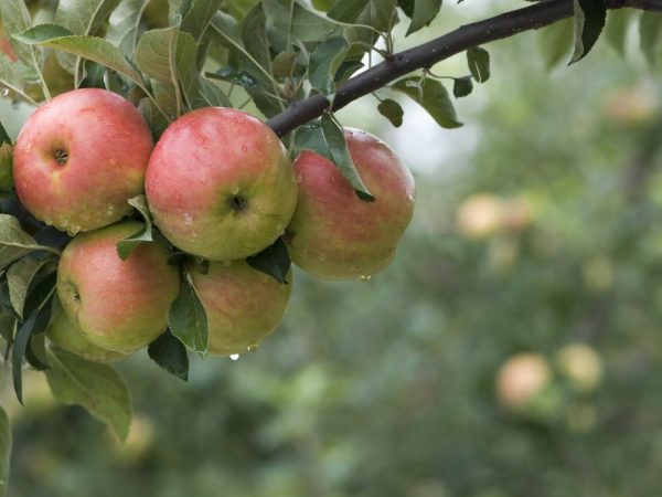 Mga tampok ng varietal ng Uslada apple tree