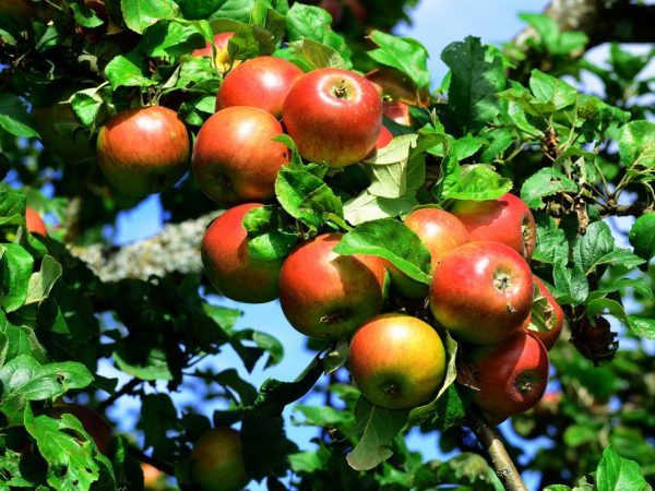 Ang mga varieties ng Apple-tree na Cherry