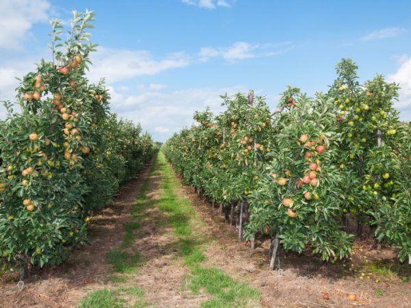 Mapapabuti ng mga pollinator ang prutas