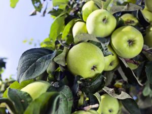 Odroda Apple Pennant