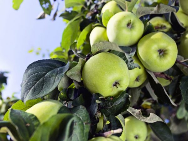 Fanion de variété de pomme