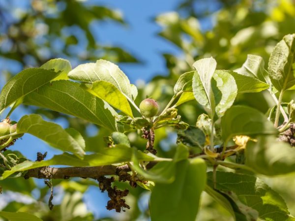 La variété peut s'adapter à toutes les conditions météorologiques