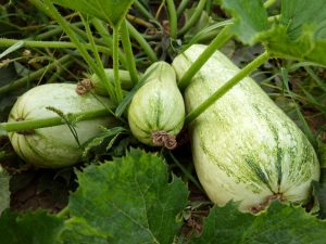 Mga panuntunan para sa lumalaking zucchini