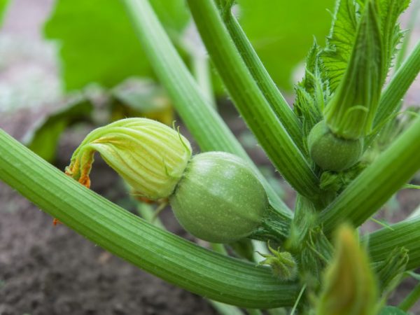 Ang Zucchini ay maaaring lumaki sa isang greenhouse sa taglamig