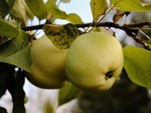 Cultiver le pommier de Jung