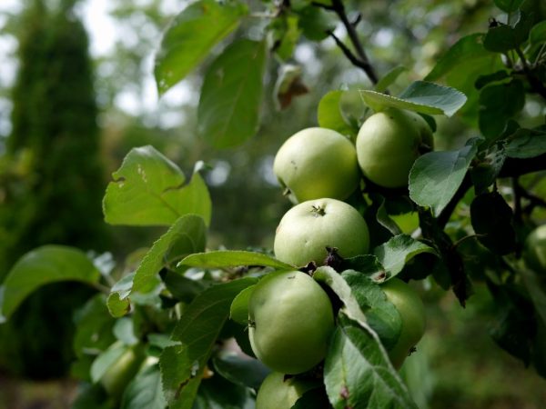 Apple variety Arkad