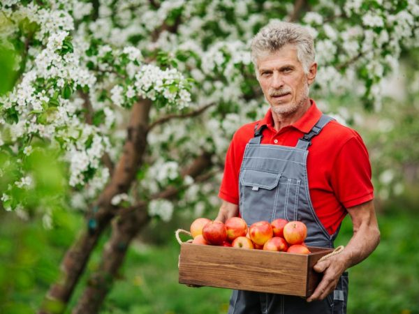 The apple tree will delight you with the harvest in July