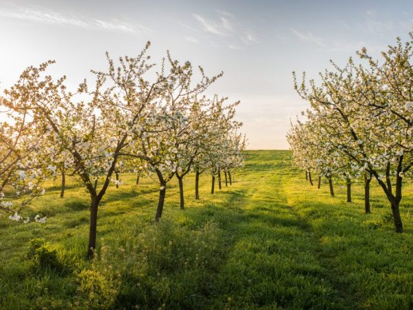 Trees need regular feeding