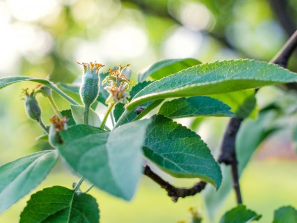 The variety can withstand frosts down to minus 30