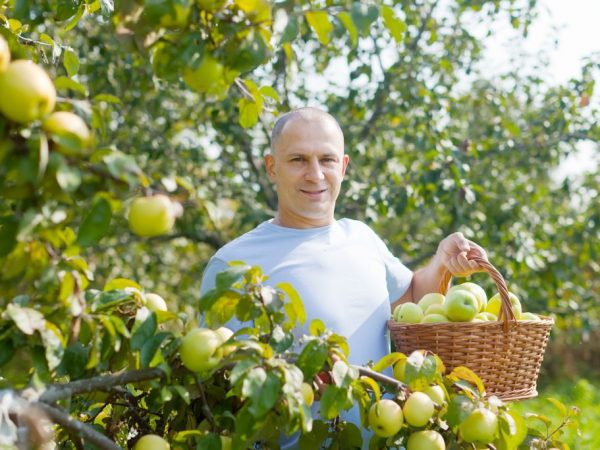 Odroda Apple Biela plnka