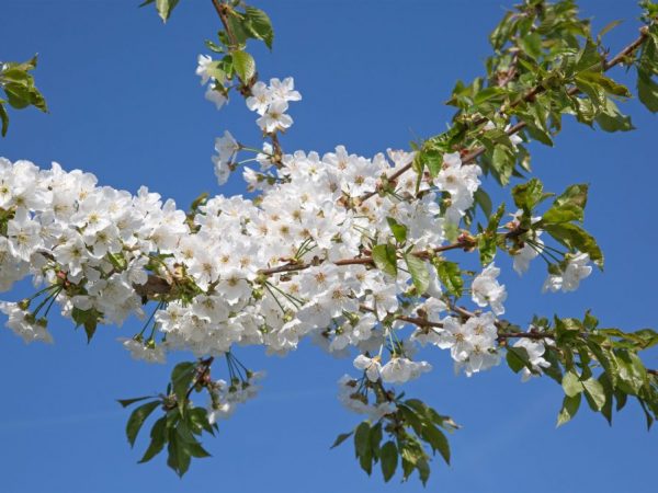 De boom heeft bestuivers nodig