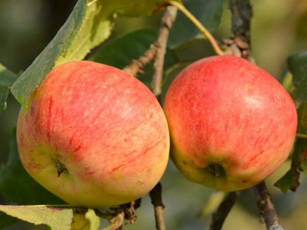 Eating apples has a beneficial effect on dental health