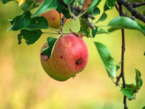 Mga dahilan para sa paglitaw ng mga wormy apples