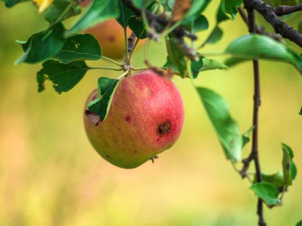 A férges alma megjelenésének okai