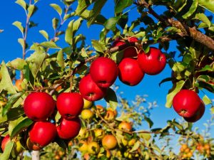 Caractéristiques variétales du pommier Jonathan