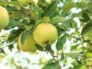 Apple variety Altai Phoenix