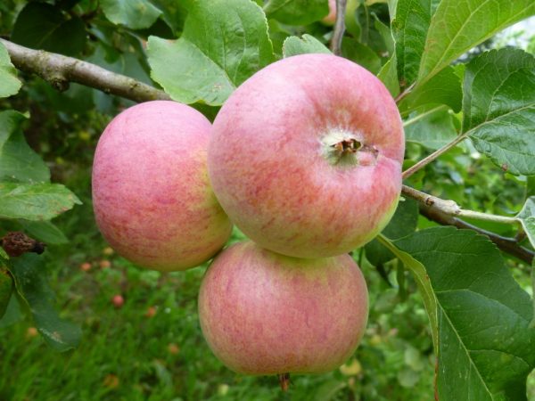 Apple variety Grushovka