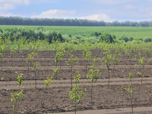 Apple trees need sunlight