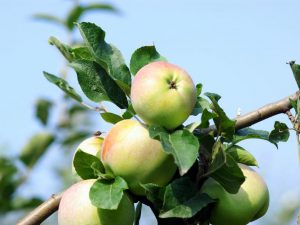 Apple variety Imrus