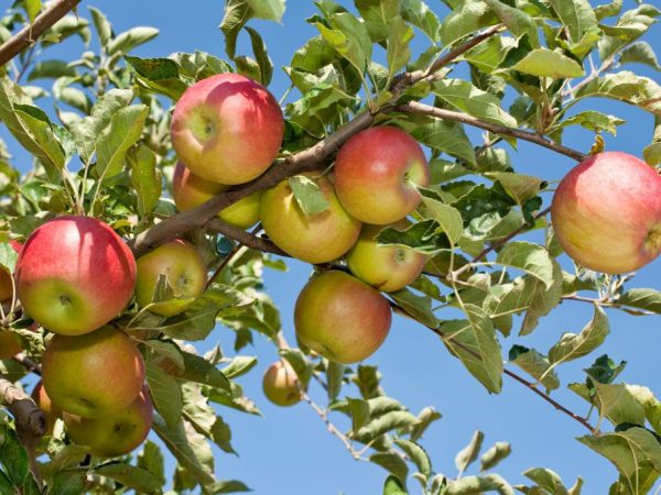 The fruits must be carefully removed from the tree.