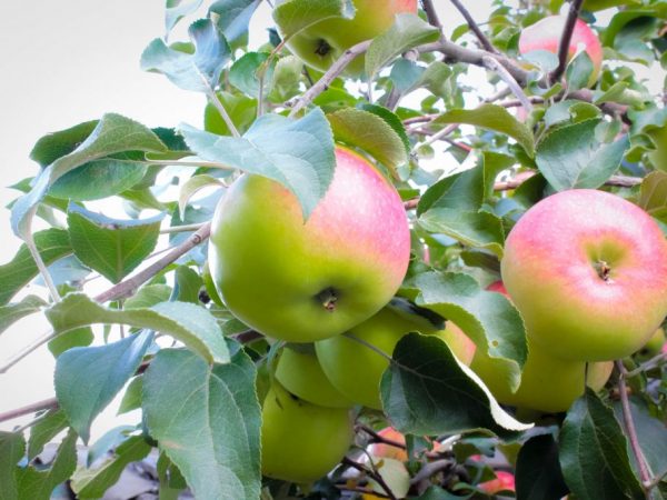 Apples contain many nutrients