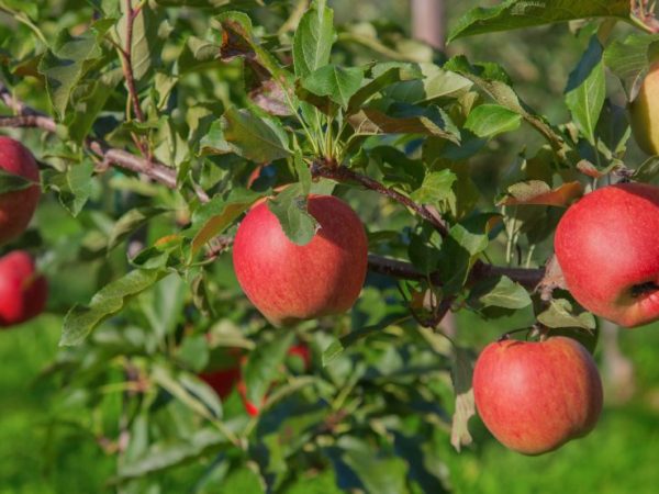 Iba't ibang uri ng apple Iyulskoe Chernenko