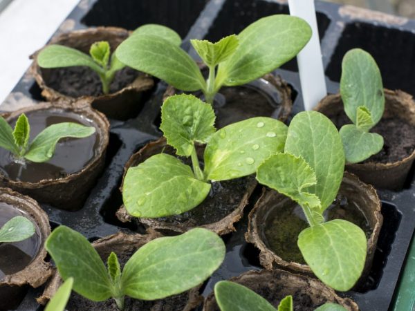 Paano i-pinch nang tama ang zucchini