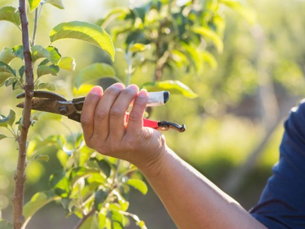 Mga panuntunan para sa pruning mga puno ng mansanas sa tagsibol