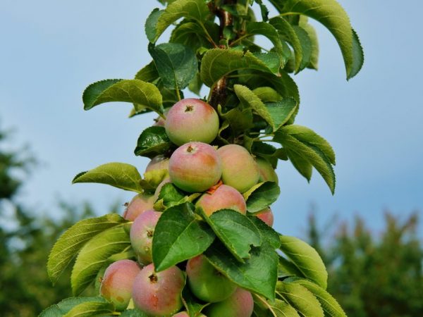 Variétés de pommes en colonne pour l'Oural