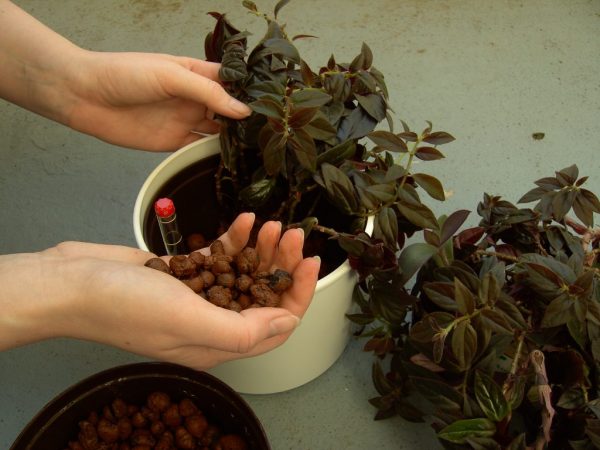 Les plantes aiment la lumière