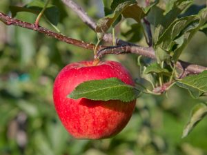 Mga katangian ng varietal ng Legend apple tree