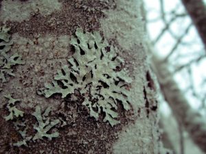 Mga palatandaan ng lichen sa isang puno ng mansanas at mga pamamaraan ng paggamot