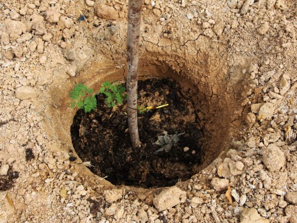 Bumili at magtanim ng punla ng pinakamadaling pagpipilian