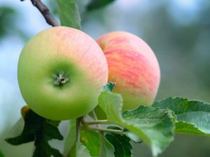 Mga variety ng apple-tree Melba