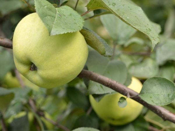 Cultivation of an apple tree People's