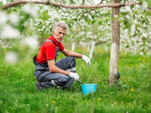 Preventive measures will keep the apple tree healthy