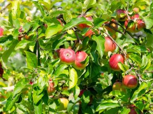 Mga katangian ng varietal ng apple-tree Memory Michurin