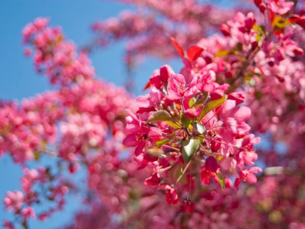 Paglalarawan ng apple-tree variety na Beauty Royal