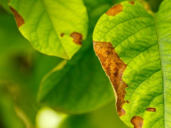 Traitement des taches de rouille sur les feuilles de pommier